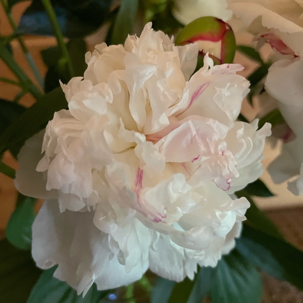 Meet your Posher, Heather